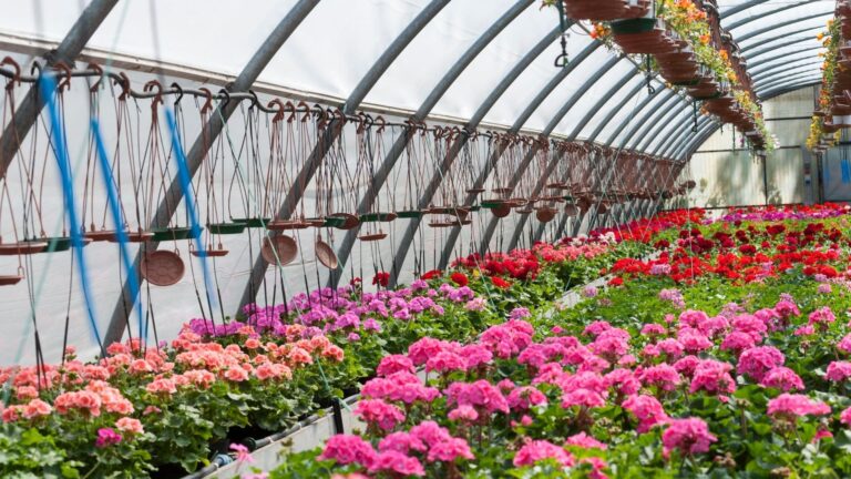 ¿Qué necesita la floricultura para potenciar su producción? Agricultura inteligente