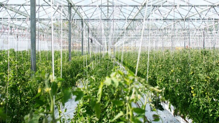 Cómo monitorear invernaderos agrícolas en tiempo real