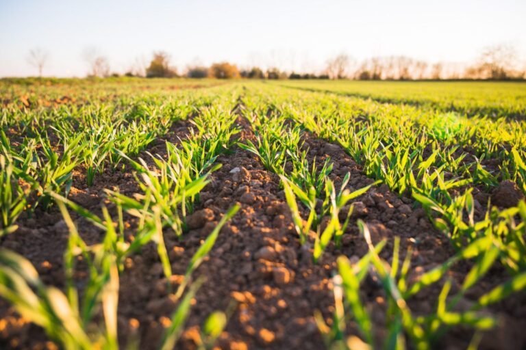 5 ventajas de un sensor de humedad de suelo en agricultura