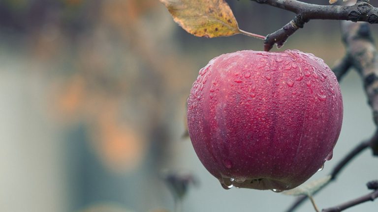 ¿Cómo monitorear el crecimiento de la fruta?