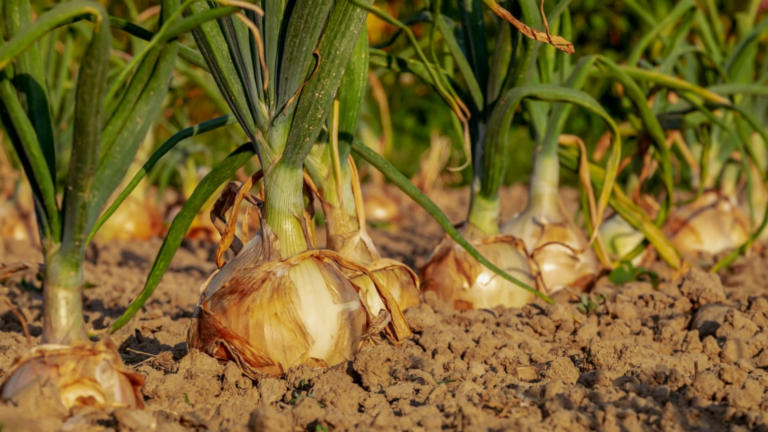 Cómo lograr la trazabilidad de los cultivos agrícolas