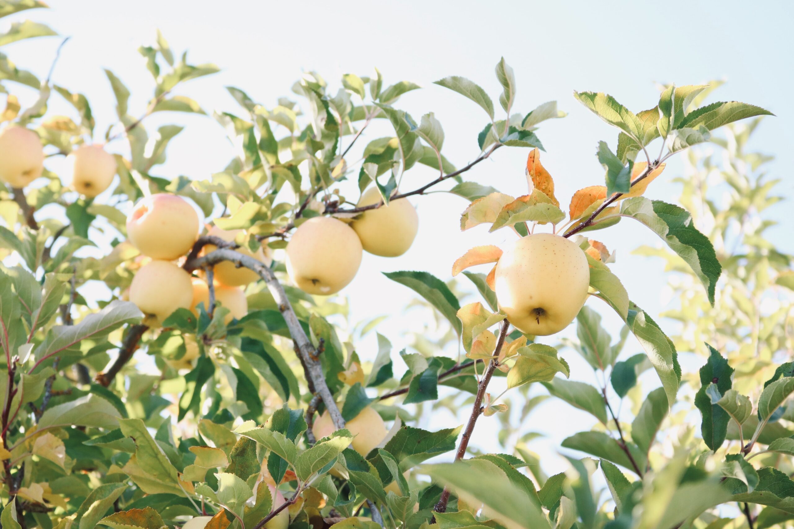 Dendrómetro: cómo medir en tiempo real el crecimientos de mis frutos