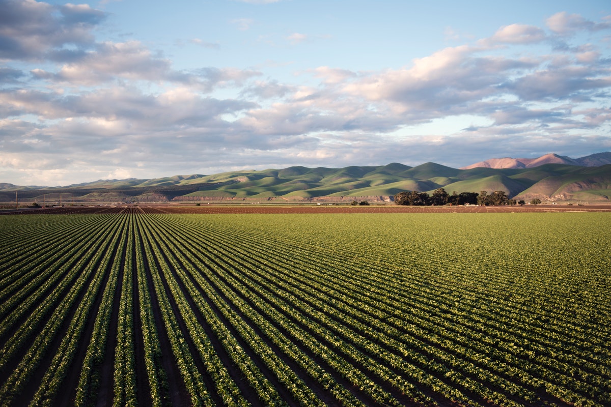 Importancia del control de cultivos agrícolas