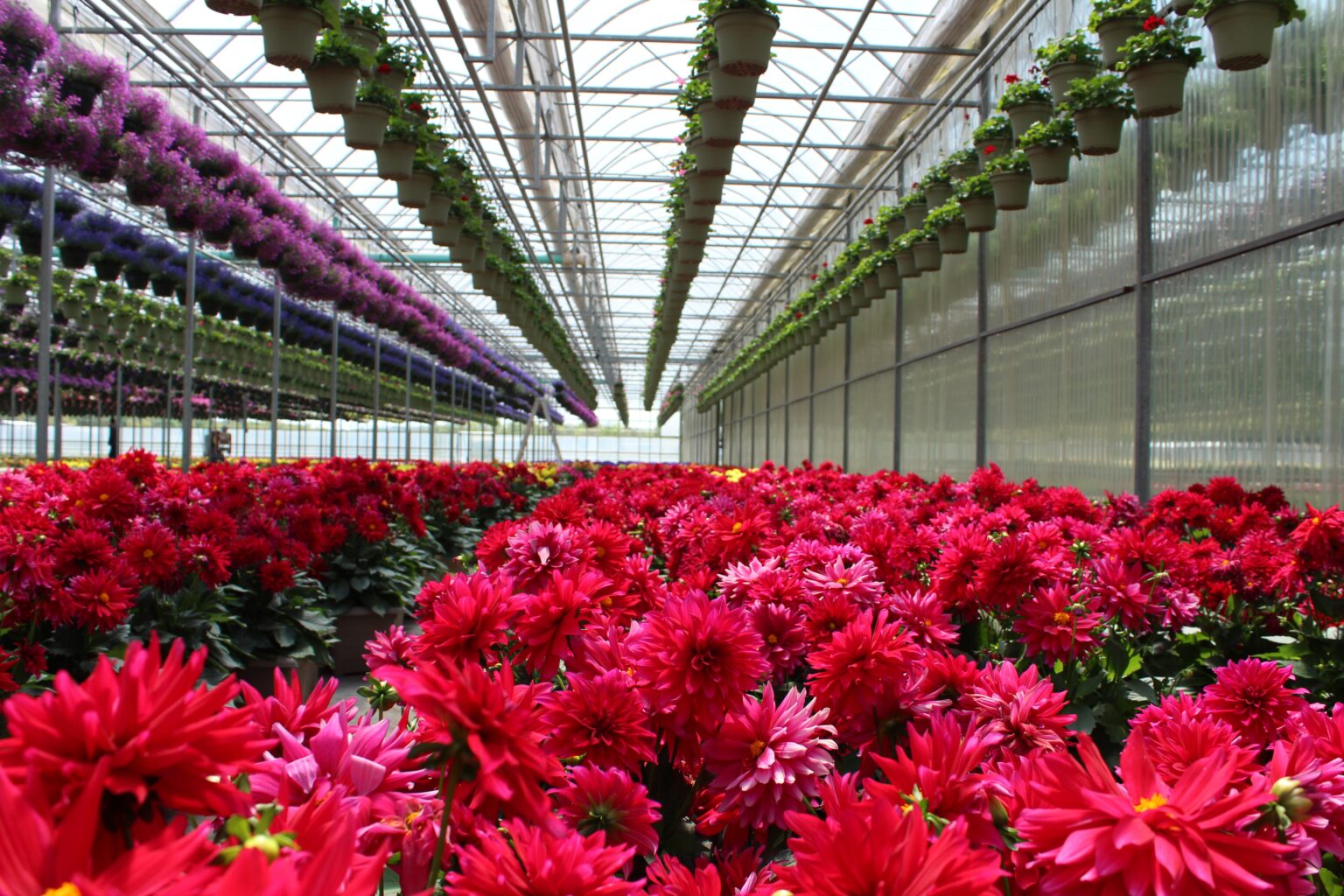 4 formas de ahorrar energía en la floricultura