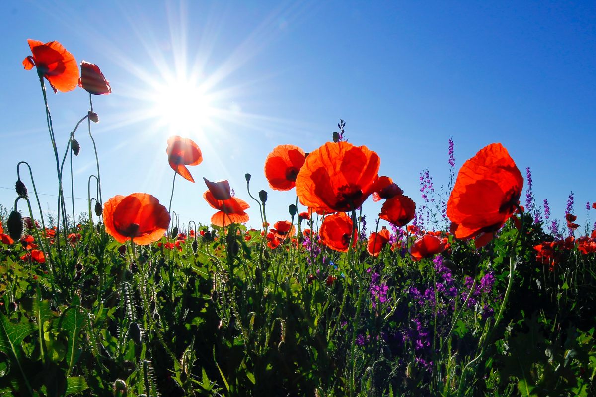 La importancia del monitoreo en la floricultura