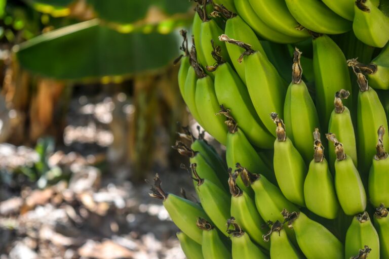 ¿Qué se necesita para el cultivo de banano?