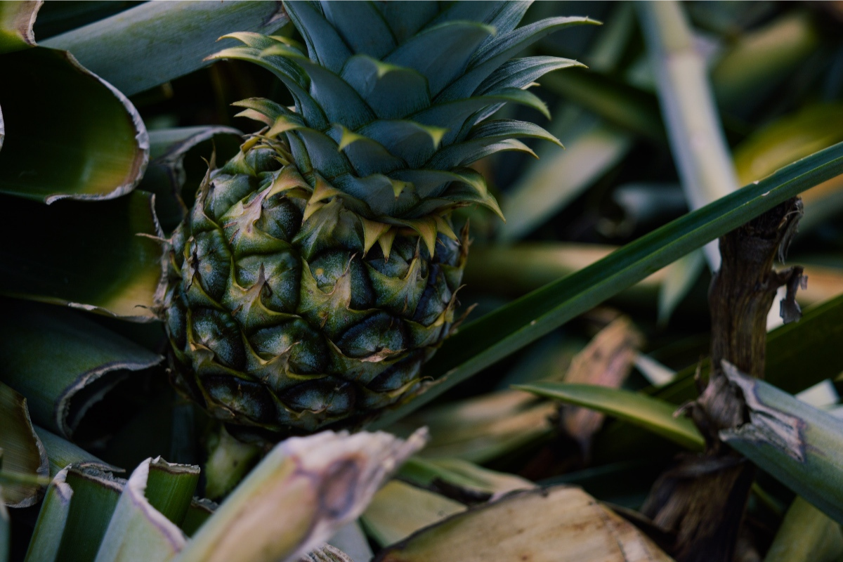 Cómo monitorear el crecimiento del cultivo de la piña