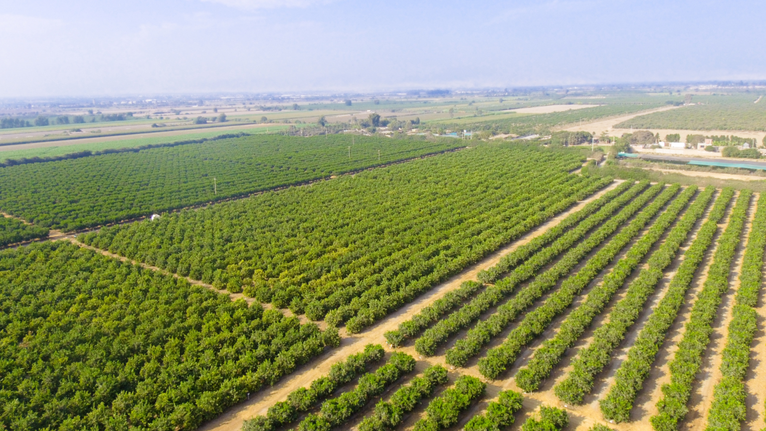ZOX DIGITAL y TrackitAgro inician alianza para impactar en la agroindustria de Perú