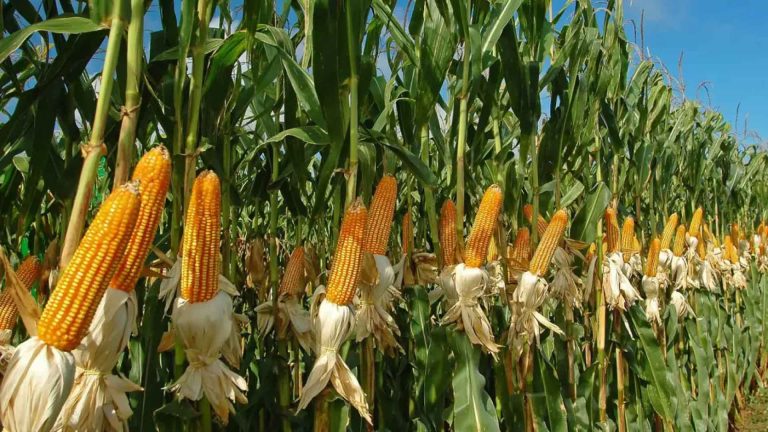 Cultivando Maíz con tecnología: futuro sostenible en cada grano