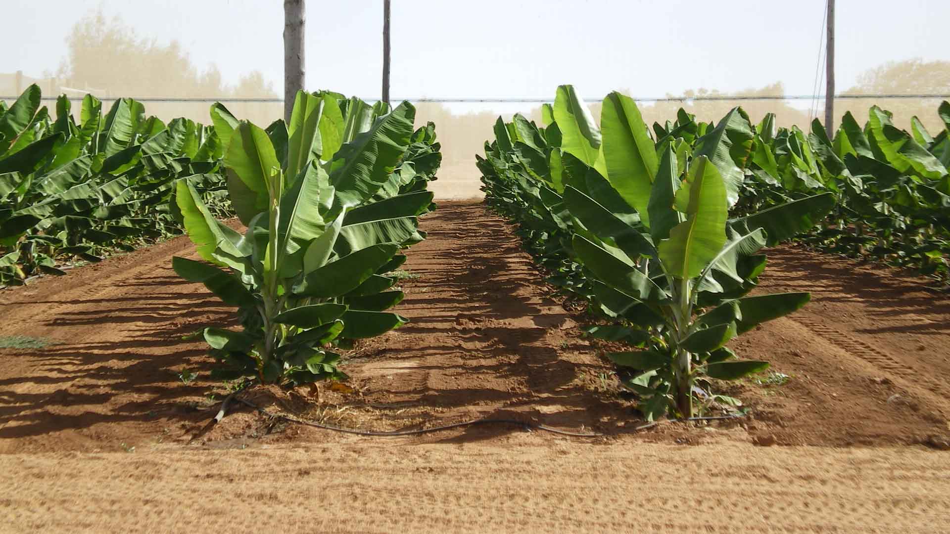 Agricultura de Precisión y Buenas Prácticas Agrícolas: el camino a un Banano de Clase Mundial