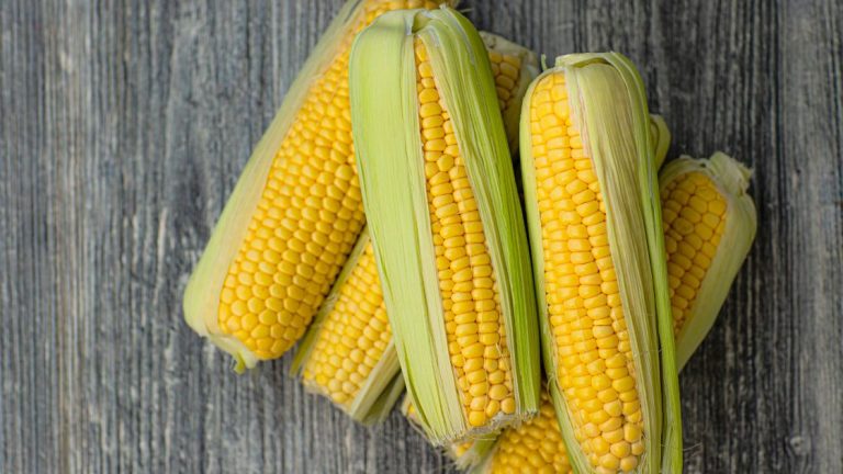 Mejora tu producción eficiente de maíz con tecnología e innovación agrícola
